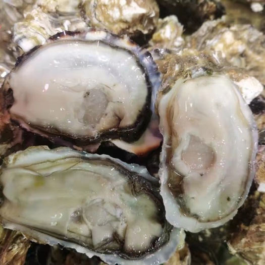 佛山三倍体生蚝 乳山生蚝 三倍体 产地直销 壳薄肉肥
