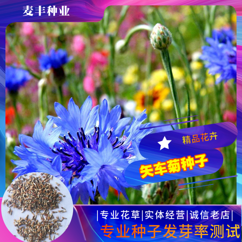 南京矢车菊种子 蓝芙蓉翠兰荔枝菊种子四季易种庭院阳台种子景观花