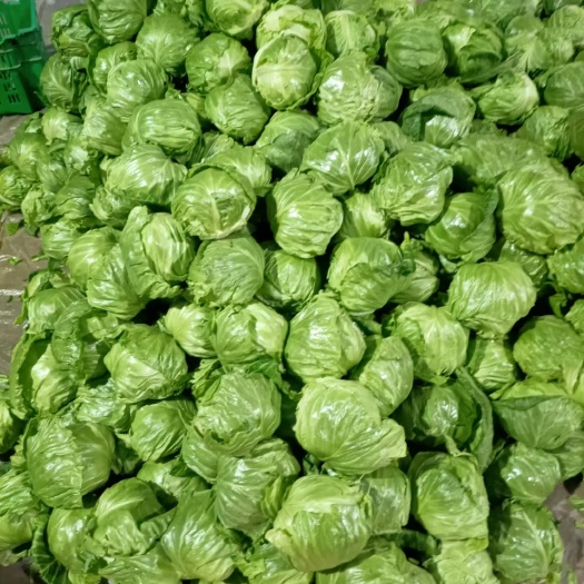 聊城京丰一号甘蓝 甘蓝聊城东昌府区量大干净质量突出可供超市电商市场团购电商