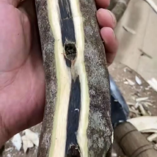 肇庆奇楠沉香树 间接奇楠沉香。量大价钱好谈