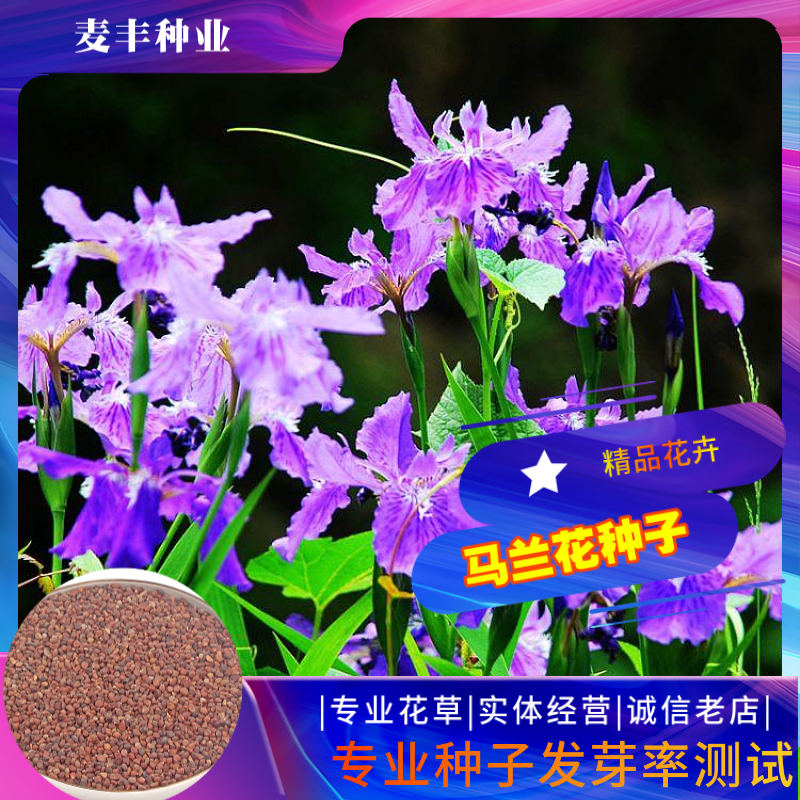 南京马兰花种子 祝英台花种子马莲种子四季易种庭院阳台种子景观花