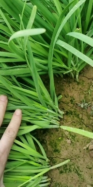 绛县红根韭菜 绛县头茬韭菜二茬韭菜现割现发红根大叶韭菜