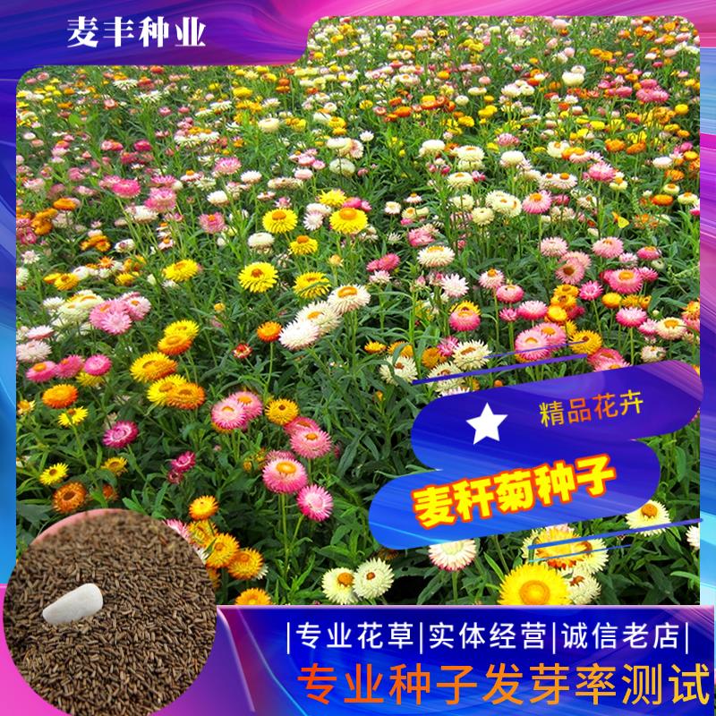 南京麦秆菊种子 蜡菊脆菊种子四季易种庭院阳台种子景观花海