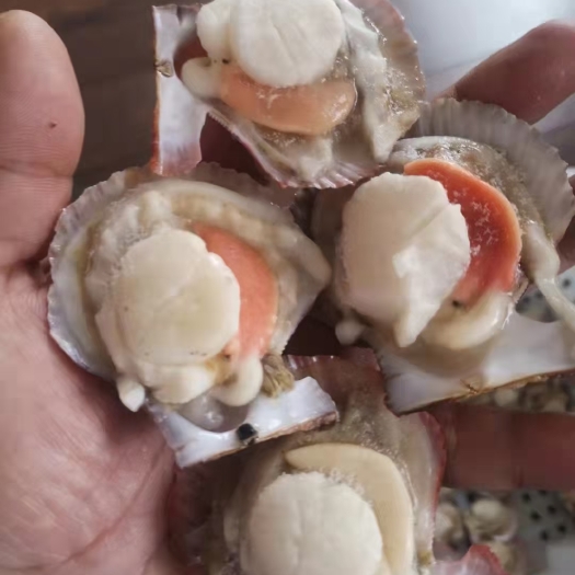长海县海湾扇贝 半壳
