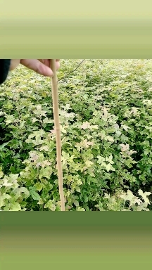 安福县枫香苗