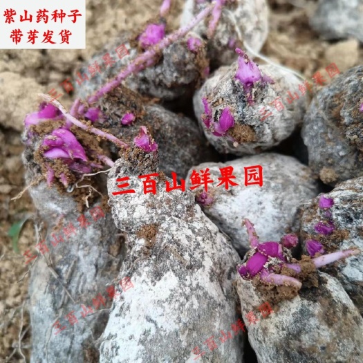 上犹县新鲜高产紫山药种子脚板薯种子紫毛薯种子大薯毛薯铁棍山药种子