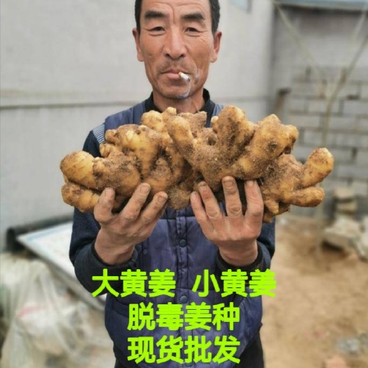 济南大黄姜  山东优质生姜产地批发  姜种现货 代存代卖常年供应
