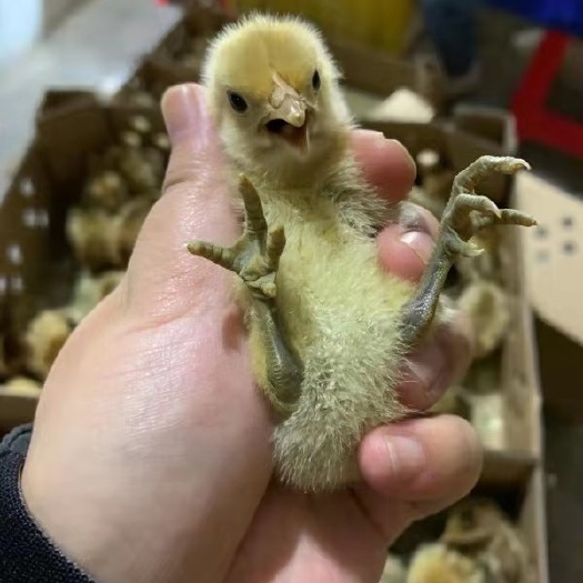 衡阳蛋鸡苗   湖南孵化场厂家直销，乌皮红冠细脚土鸡苗，