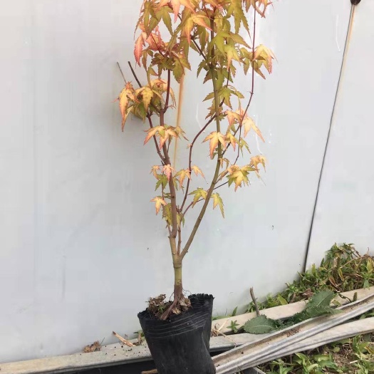 泰州中国红枫 金陵黄枫