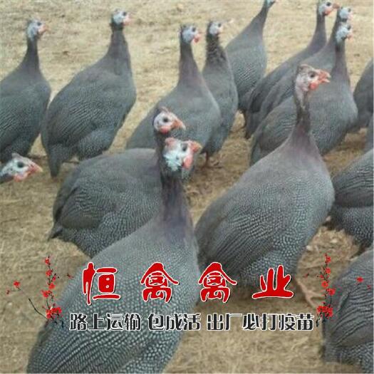 衡阳县出售小鸡苗珍珠鸡苗另有青脚土鸡苗三黄土鸡苗乌骨鸡苗绿壳蛋鸡