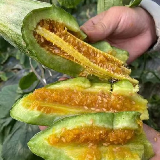 羊角蜜甜瓜 脆甜甜瓜羊角蜜山东甜瓜甜度高口感甜量大一件代发