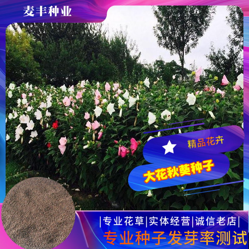 南京大花秋葵种子 美芙蓉草芙蓉种子 四季易种庭院阳台种子景观花海
