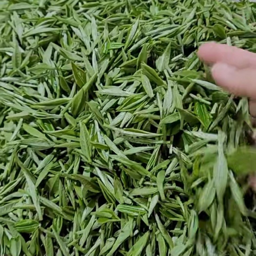 凌云县广西凌云白亳茶春茶白毫王绿茶金桂红红茶散装礼盒装