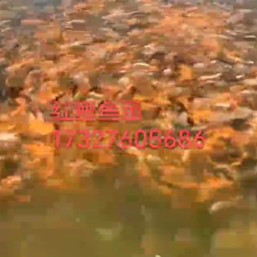 东海县 优质大草鱼苗鲫鱼苗鲤鱼苗花鲢鱼苗白鲢鱼苗活体放塘养殖包邮