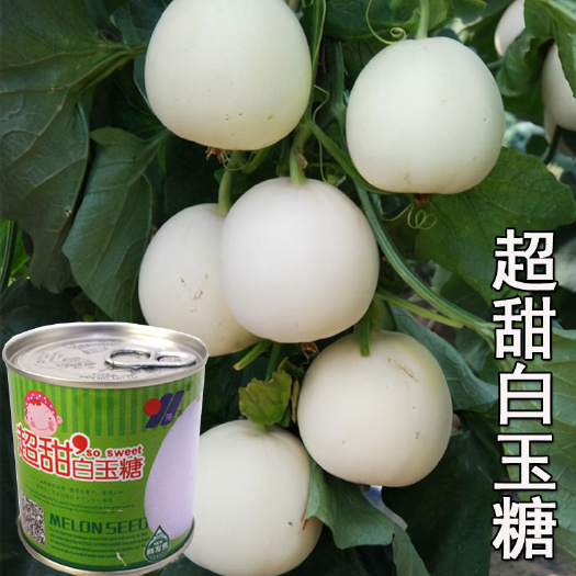济南超甜白蜜糖 甜瓜种香瓜子 甜瓜种子脆甜香瓜籽特甜好早熟高产