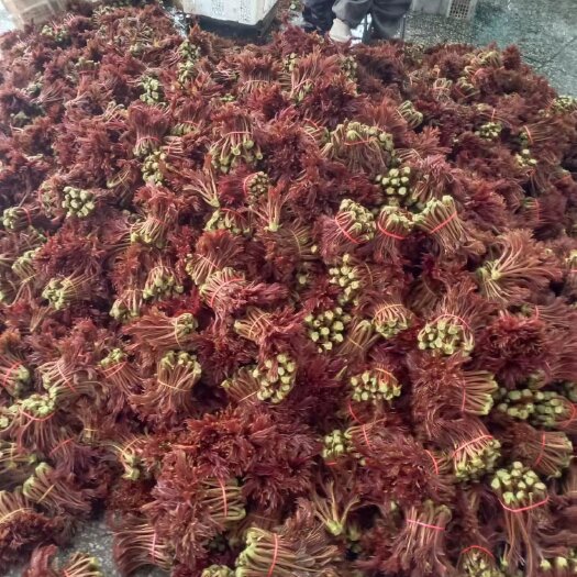 大竹县红油香椿 香椿树上蔬菜