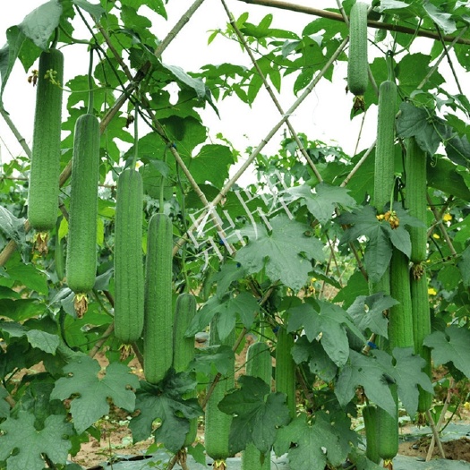 天门市肉丝瓜 优比1号丝瓜