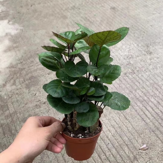 佛山福禄桐盆栽 福禄桐
