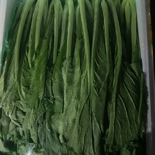 广州春芥