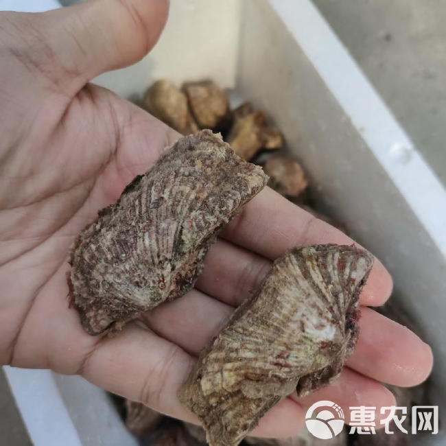 珍珠螺 深海螺，姐妹螺，