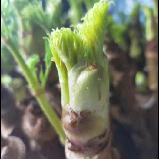 清原县刺嫩芽种苗，鸟不落苗，刺老包苗，树头菜苗，刺老芽苗