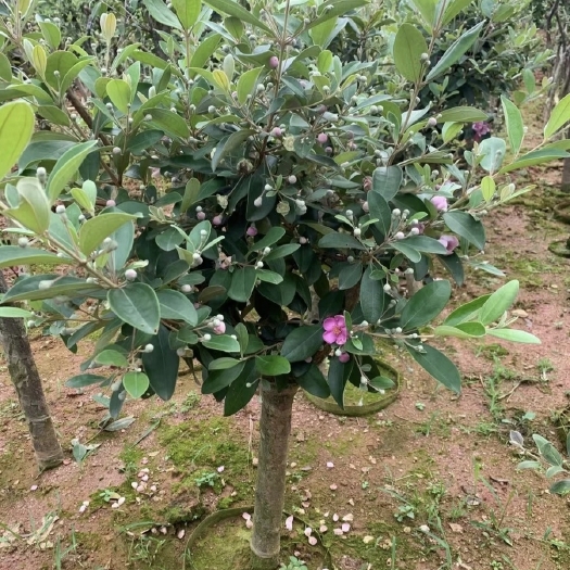 灵山县桃金娘念子树苗带土带叶营养杯发货庭院阳台种植当年开花结果