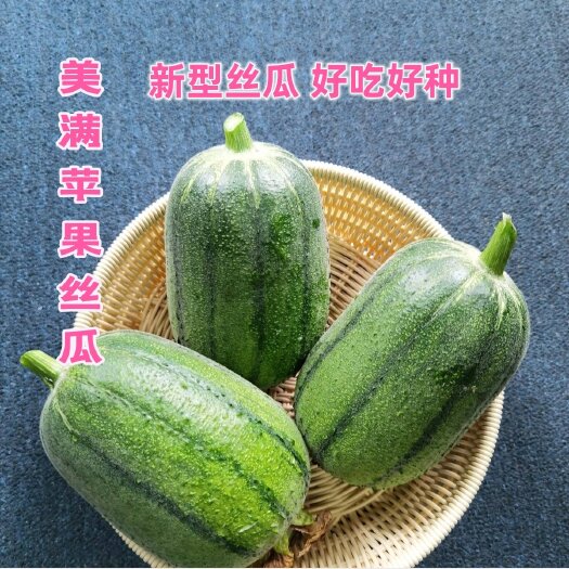 广州美满苹果丝瓜种子 好吃好看易种 新型丝瓜