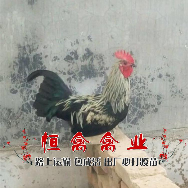 衡阳县 基地直销鹊山鸡苗一手货源运输中包损耗包技术指导另有青脚土鸡苗