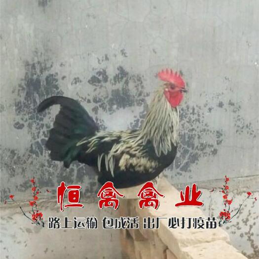 衡阳县 基地直销鹊山鸡苗一手货源运输中包损耗包技术指导另有青脚土鸡苗