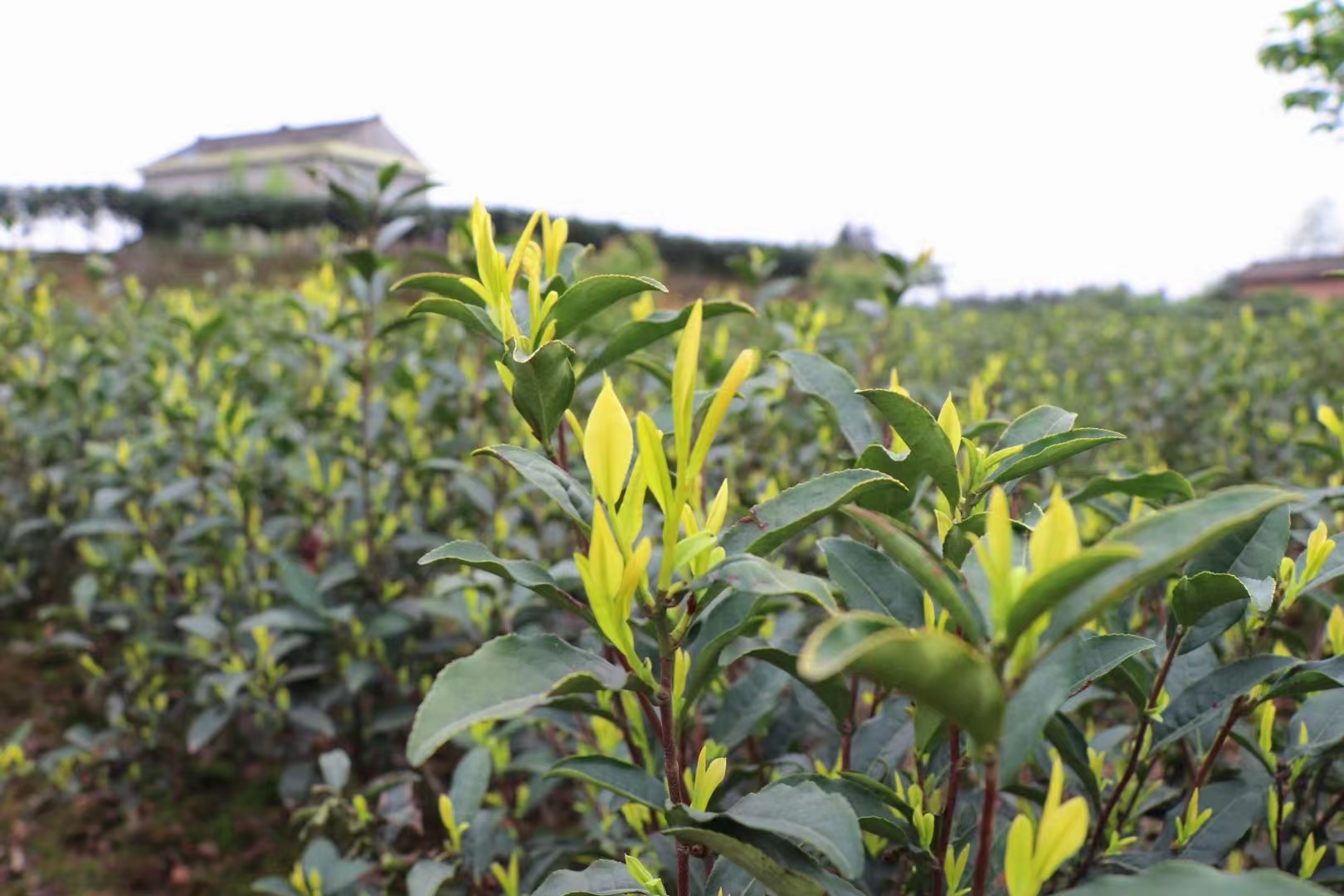  2024年新茶黄金茶 明前峨眉一级黄芽峨眉绿茶自产自销