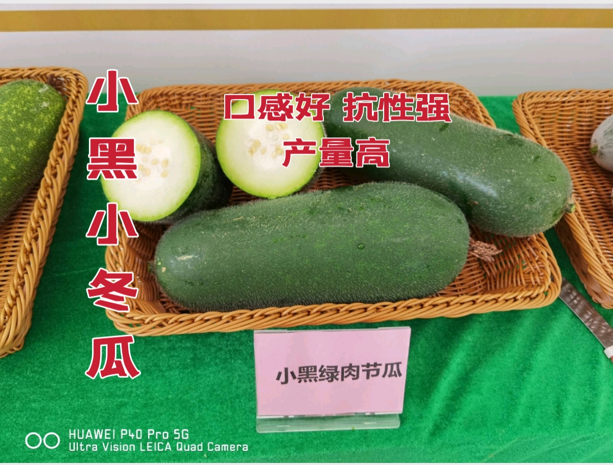 广州冬瓜种子 黑皮小冬瓜 小黑绿肉节瓜种子 肉质脆绿 抗性强产量