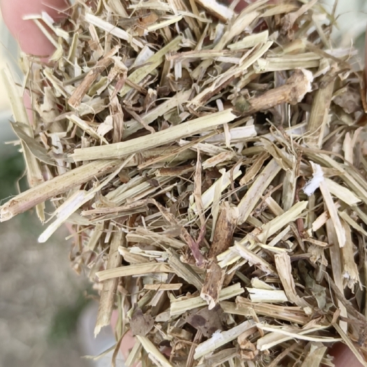 正阳县精品黄绿、除膜中小草花生秧，保证无土，无膜，无霉变，诚信第