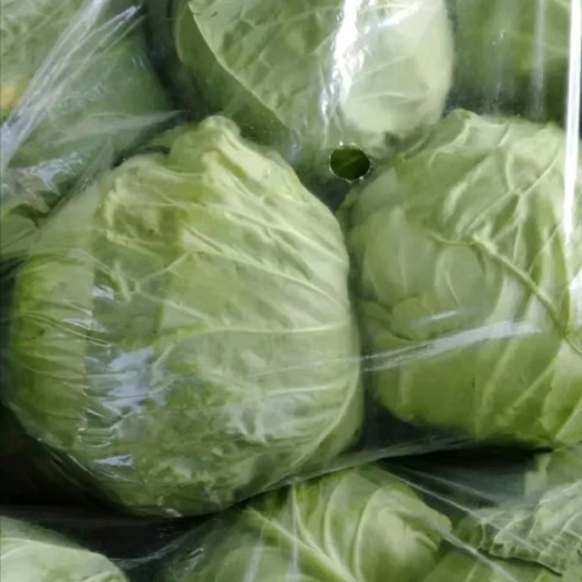 金乡县 包菜 高栏大量上市 大量供应