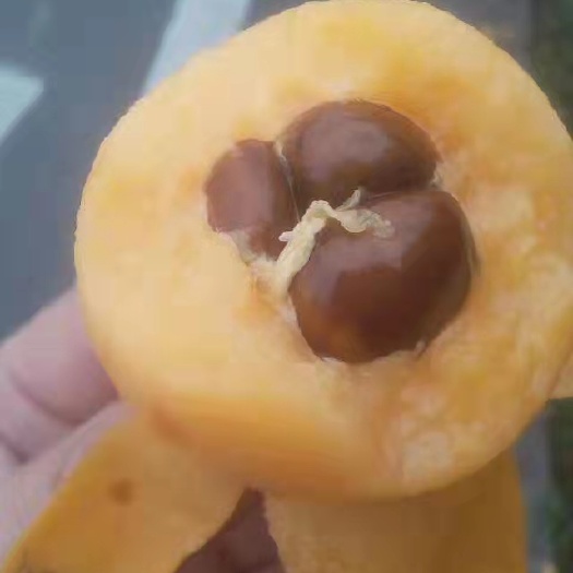 镇宁县大五星枇杷 枇杷