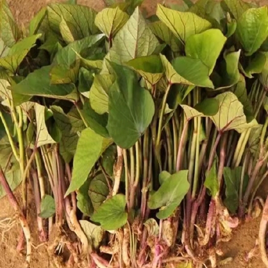 北京西瓜红、红薯秧，脱毒杀菌，种苗基地直销