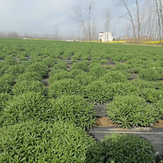 淮安救心菜 养心菜 高钙菜 景天三七 批发