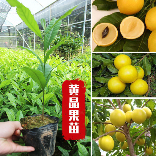 灵山县黄晶果树苗黄金果苗冬蜜黄晶果苗水果四季可栽阳台庭院盆栽