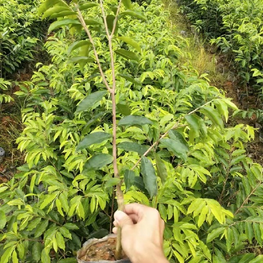 广州 绿奇楠沉香树苗，种植周期三到四年便能收成。现全国范围都回收