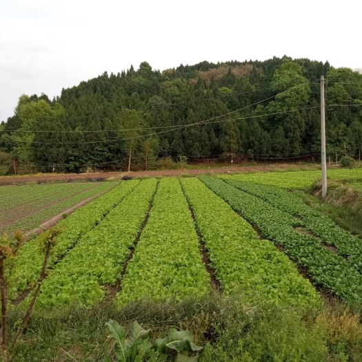 彭州市小白菜基地直销