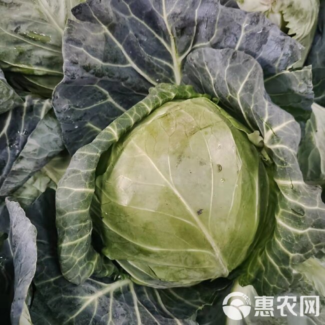 圆包菜  包菜（甘蓝）千亩基地直供，现摘现发