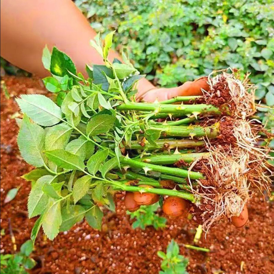 昆明玫瑰月季花苗特大花果汁阳台朱丽叶月季爬藤四季开花地栽盆栽