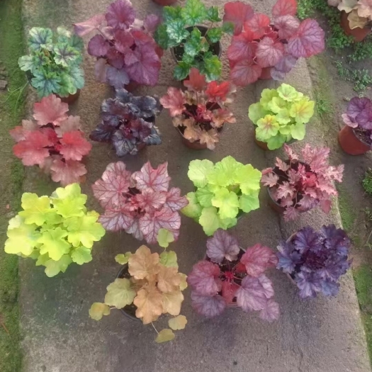 青州市草花 矾根 色块植物 营造花境 各种颜色都有现货