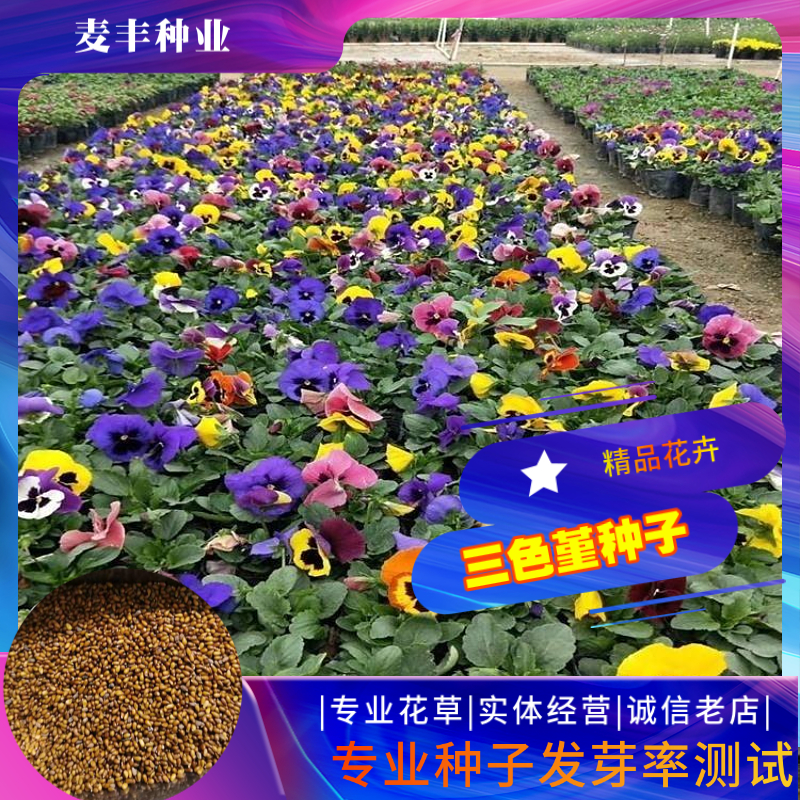 南京三色堇种子 猫儿脸种子蝴蝶花种子 庭院阳台景观花海种子
