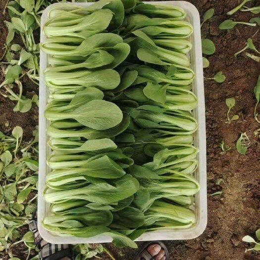 曹县 冷库常年供应上海青，快菜，等叶菜，质量上乘，做功干净