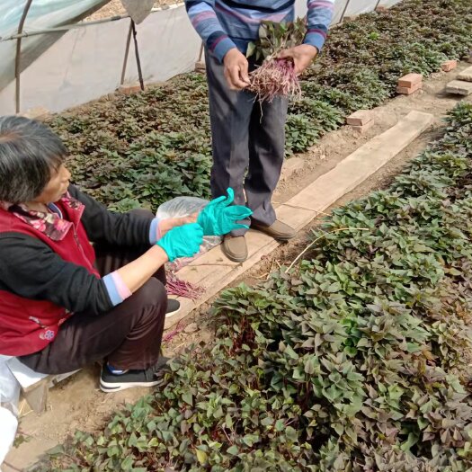 海城市 辽宁鞍山海城地瓜苗红薯苗基地直销西瓜红，早丰，康薯28甜甜香