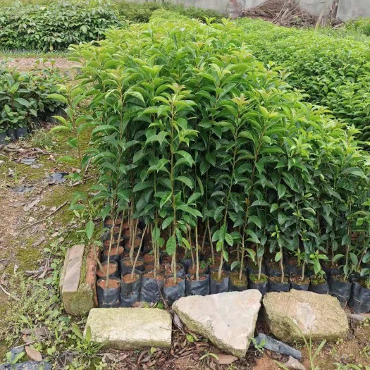 广州供应四季常绿的绿化树苗：铁冬青，白银香，万紫千红，九陈皮。