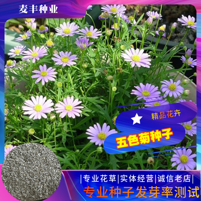 南京五色菊种子 四季易种庭院阳台种子景观花海 免费开票