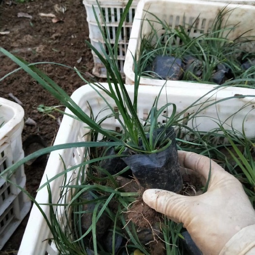 青州市麦冬草 工程绿化用麦冬杯苗出售 麦冬价格 麦冬产地 麦冬批发