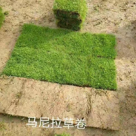 郴州马尼拉草皮 草皮