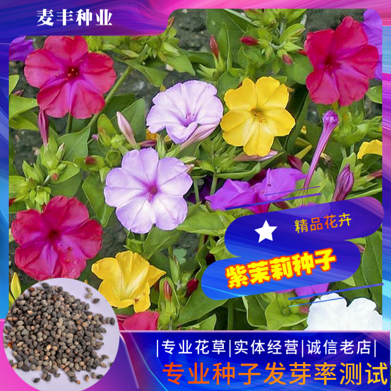 南京紫茉莉种子 胭脂花粉豆花状元花草茉莉四季庭院阳台种子